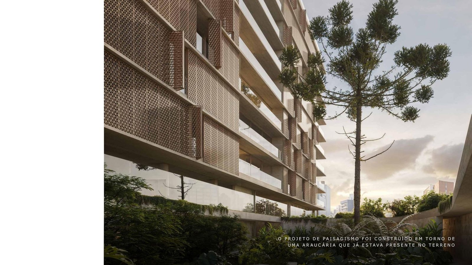 Araucária preexistente no terreno, em torno da qual o paisagismo do Edifício Manhã foi construído