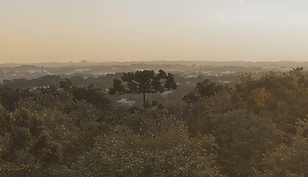 Copa de árvores nativas do bosque que envolve o Edifício Puro, vista do topo do empreendimento
