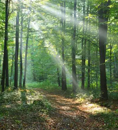 Trilha em um bosque com raios de sol entre as árvores